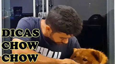 Como criar um Chow Chow para ele ficar manso?