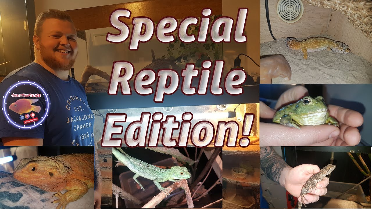 animal pack jordan 5