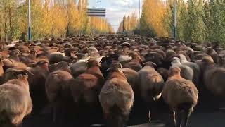 Along The Way, A Flock Of Fat-Tailed Sheep Squeeze Together How Cute