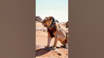 The lion finally escaped from the giant python  #animals #lion #python