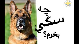 Che model sag bekharim? - چه نوع سگی بخریم؟ - آشنائی با سگها #سوئد