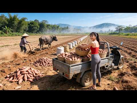 Cosechando toneladas de batatas 🍠 y vendiéndolas en el mercado rural