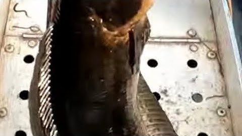 Câu cá dầy hugo U minh thượng sh5.10.22