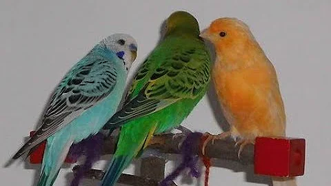 ¿Se pueden mezclar pájaros en una jaula?