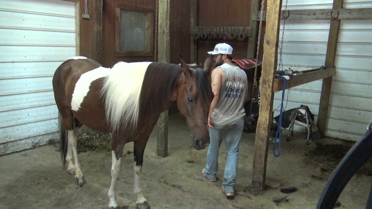 Fancy Spotted Racking Gelding For Sale