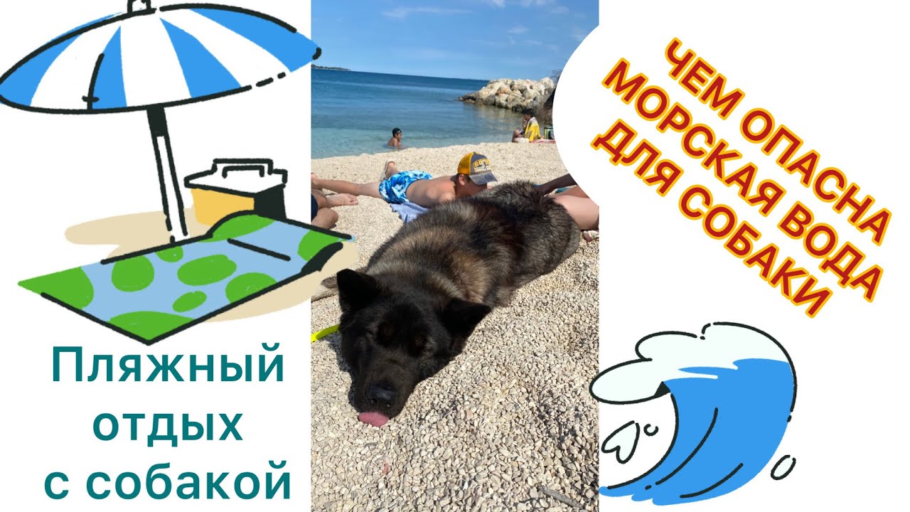 С собакой на море 🌊 Опасно пить морскую воду!!!Внимание! Отравление морской водой.#собака #отдых