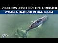 “Timmy” The Stranded Humpback Whale In Baltic Sea Likely To Die, Rescuers Lose Hope