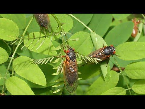 New study finds "alarming" 75 percent decline in insect populations