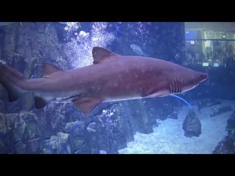 shark dive dubai mall