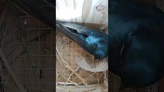 First feather into the nest box Tree Swallows