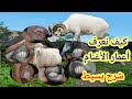 كيفية معرفة عمر الأغنام عند الشراء والبيع شرح بسيط كباش العيد الجزائر 2023 