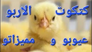 مش هتتخيل مميزات وعيوب كتكوت الاربو؟؟؟؟