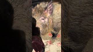 У Васьки уже есть клыки #new #животные #reels #anime #animals #shorts #short #love #like #live
