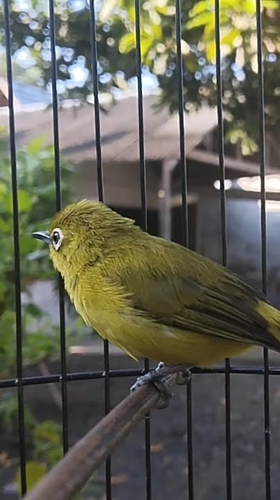 Suara Pleci BETINA Gacor #shorts