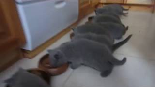 12 британских котят дружно едят!!! 12 британских котят дружно едят!!!