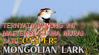 KOMPILASI MASTERAN MEWAH MONGOLIAN LARK #MONGOLIAN #MASTERAN