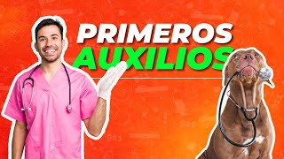 Primeros Auxilios para PERROS 🐕 🚑 ¡Conoce qué hacer en cada caso! ✅