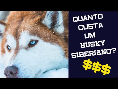 Vídeo: Quanto Custa Um Cachorro Malamute