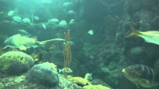 Florida Underwater World