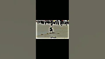 واقعة الطف هيبة الامام العباس ع 