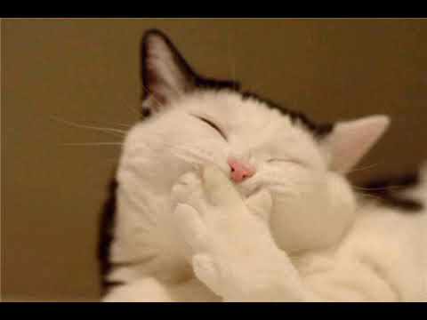 ياناس ياللي شاغلين نفسكوا بيا