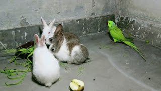 Cute Rabbits With Mitthu | Animals Ubs by Animals UBS 114 views 2 years ago 1 minute, 35 seconds