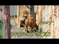 ミキとルエナの確執　The feud between Miki and Luena　〜 Lion (ライオン)〜　～ 多摩動物公園 ～