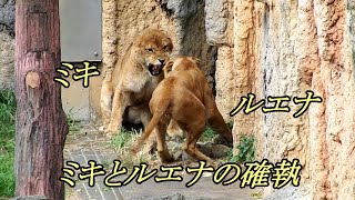 ミキとルエナの確執　The feud between Miki and Luena　〜 Lion (ライオン)〜　 多摩動物公園