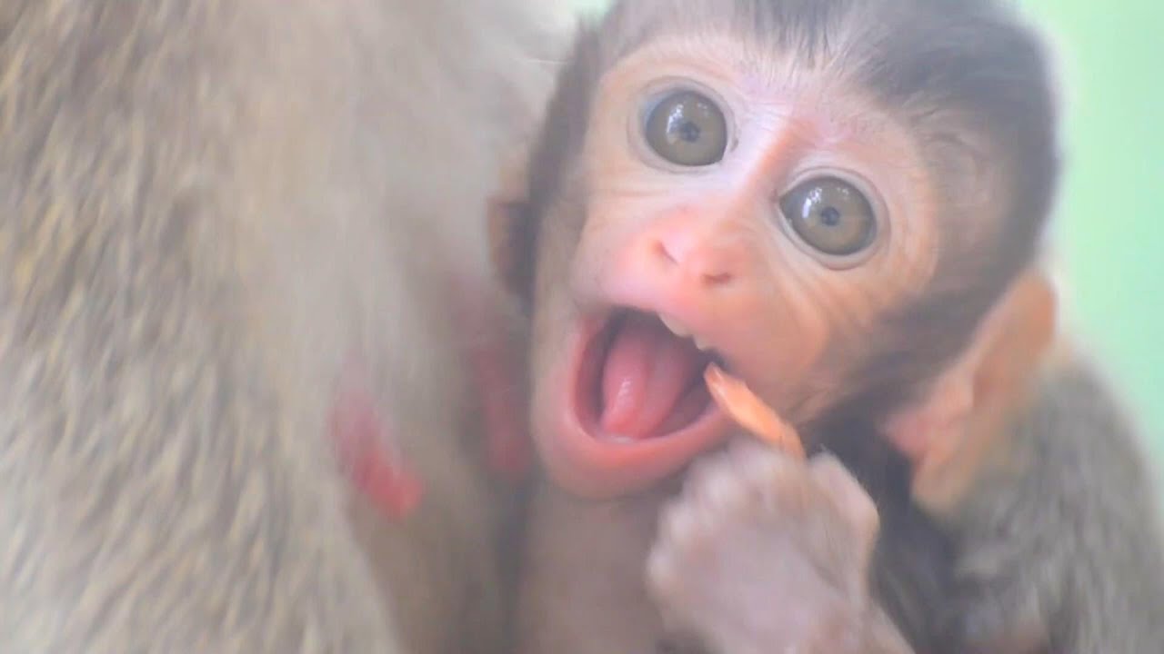 Aww Cute Baby Monkeys Videos Compilation | Funny and Cute Moment of the ...
