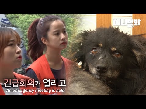 로드킬로 친구를 잃은 강아지들은..ㅣ5 <strong>Dog</strong> Can&amp;#39;t Leave The <strong>Road</strong> Where Their Friend Died EP2