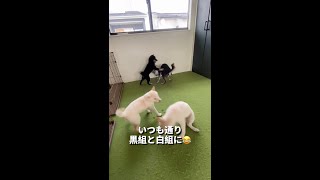 【生後86日目】黒組白組にわかれる原因が判明 #Shorts
