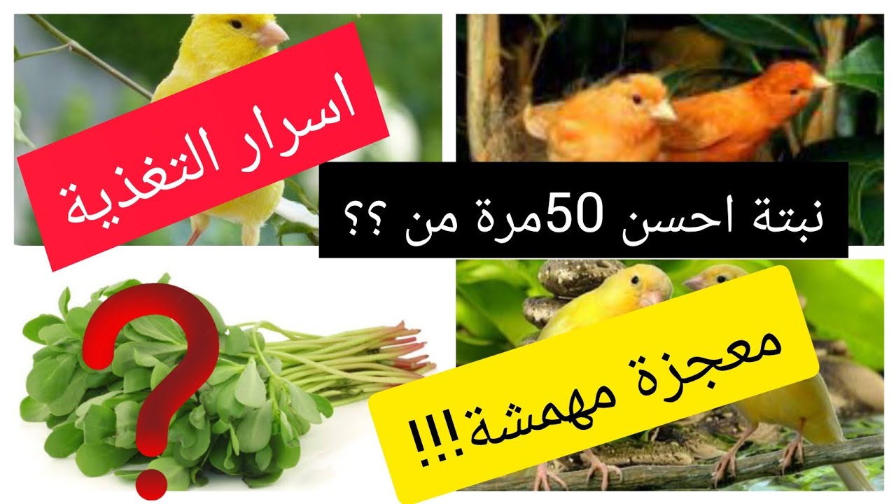 النبتة المعجزة