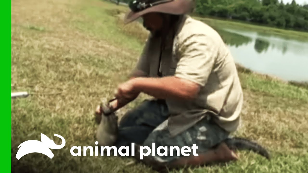 clips for crocs How to Fish for Gators | Gator Boys