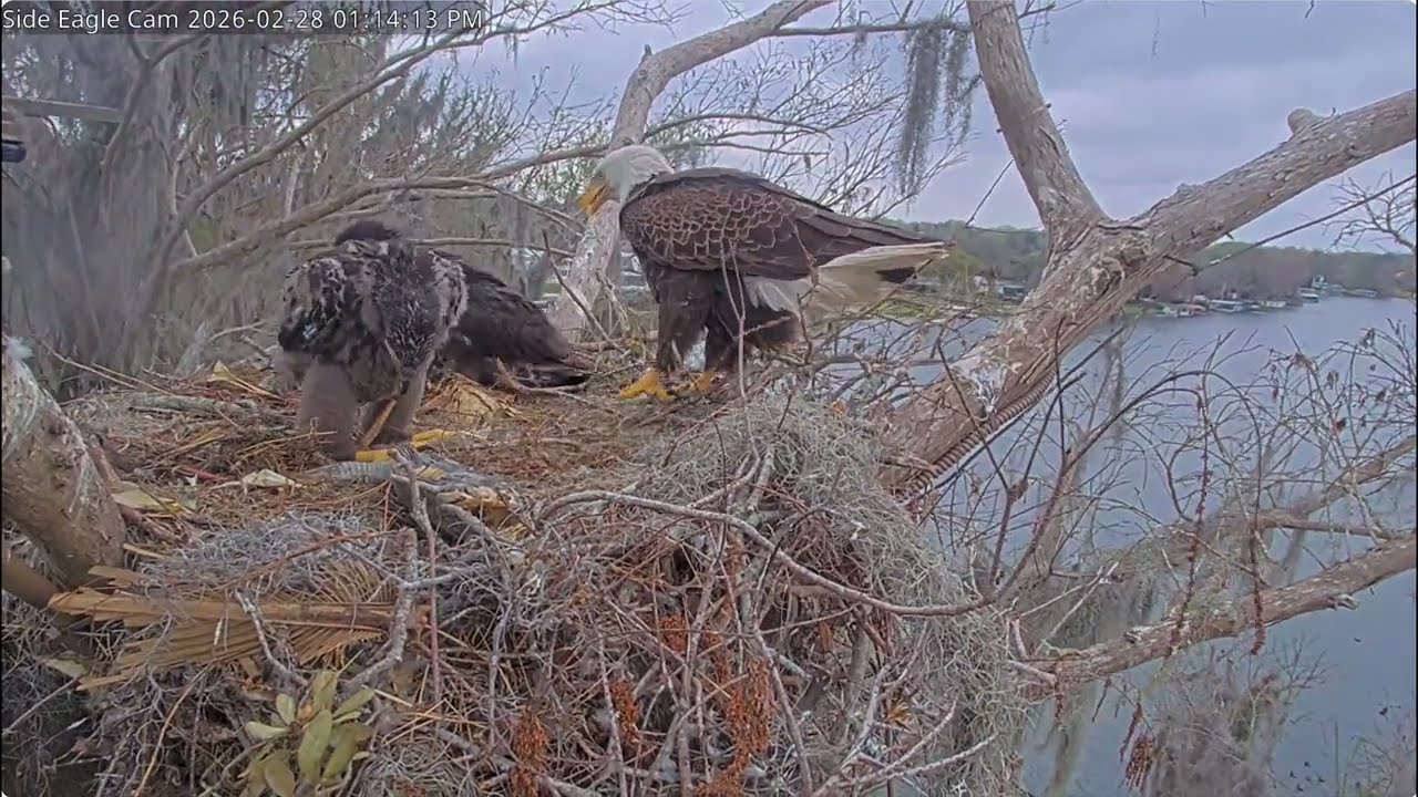 Eaglet Coughing Up Pellets a k a Fur