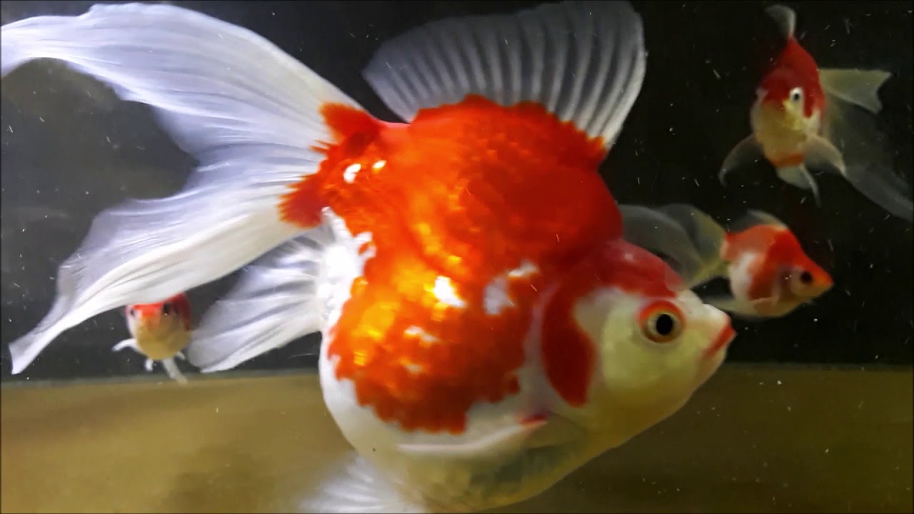 金魚の冬の水族館 Tamasaba From Safranpollen Winter Aquarium Youtube