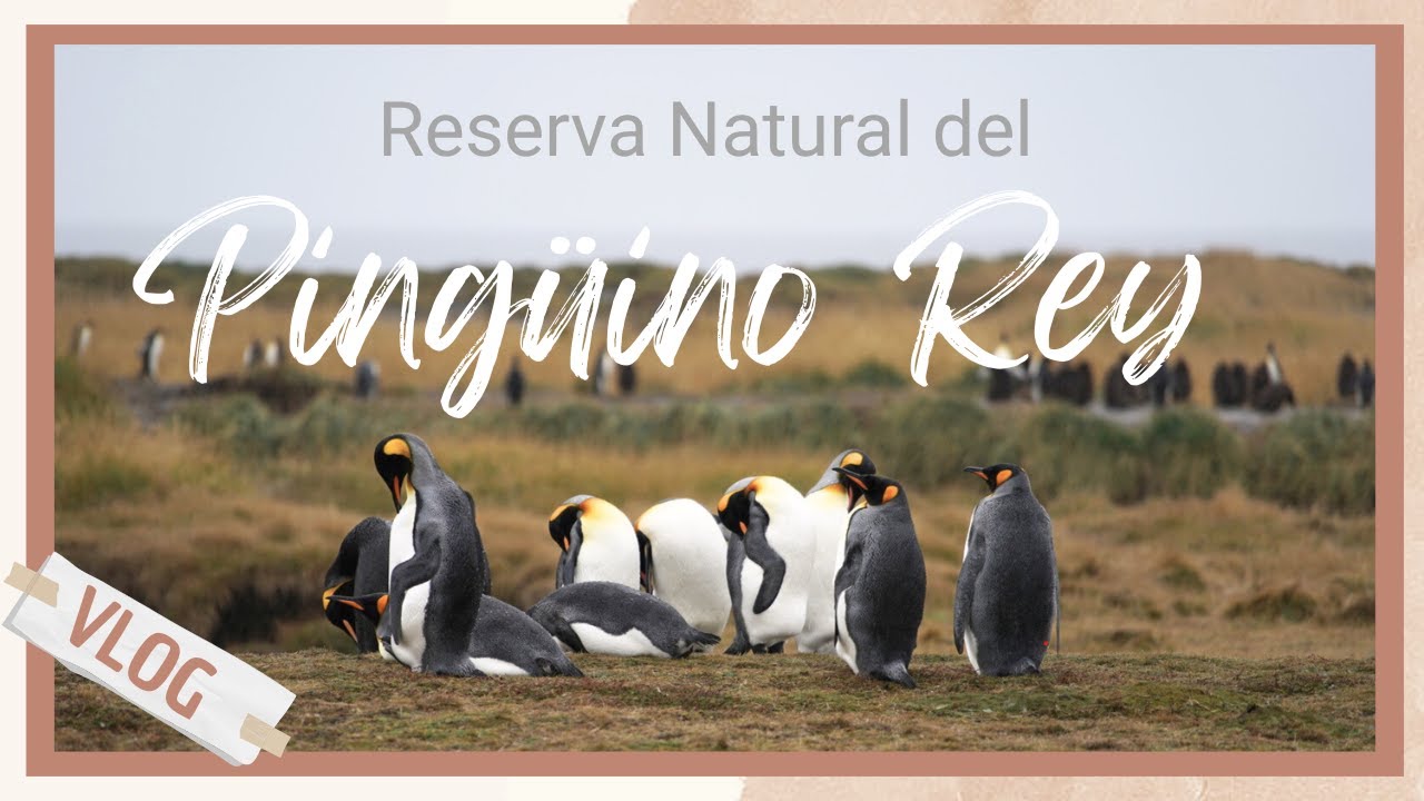 CONOCEMOS LA RESERVA NATURAL DEL PINGUINO REY - PASCUA