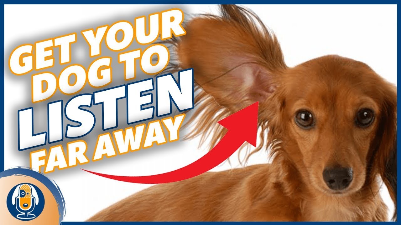 How Do Dogs Listen