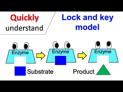 Why is the structure of an enzyme referred to as a lock and key