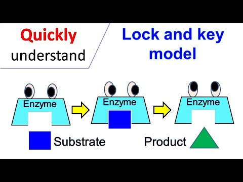 labeled enzymes lock and key