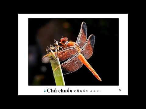 Tuần 22 - LTVC - Lớp 4 - Bài: Chủ ngữ trong câu kể Ai thế nào?