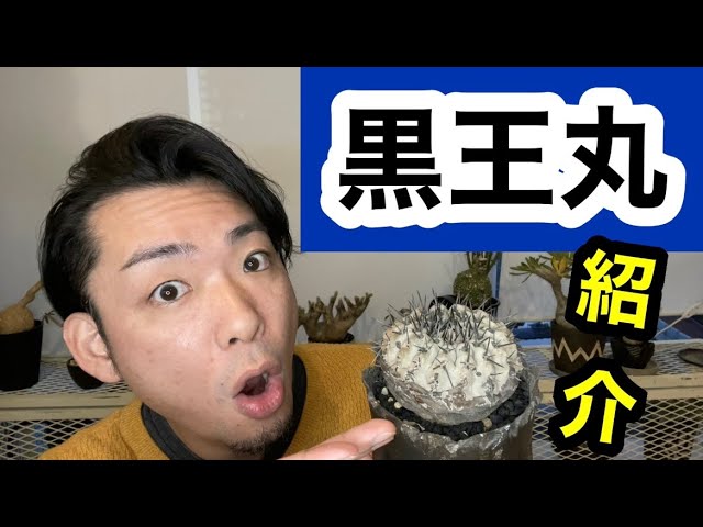 植物紹介】黒王丸を紹介してみた【コピアポア】 - YouTube