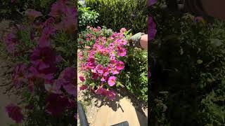 Pruning up this garden area. #gardencleanup #gardening #gardentips #gardenwork #gardenpruning