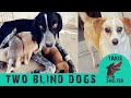 The rescue of two blind dogs - Emma & Blossom - Takis shelter