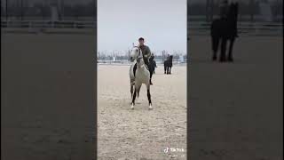 horse tiktok video