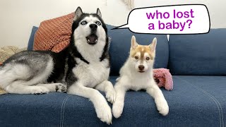 My Husky Is Unhappy With Me! A New Puppy In Our Family