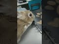 Bunno Anatomy Bunno Anatomy