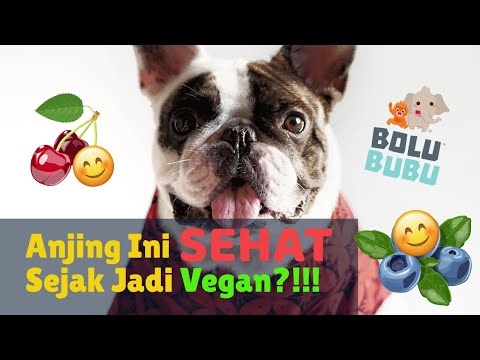 Video: Biji-bijian Dalam Makanan Anjing - Makanan Tanpa Bijian Untuk Anjing