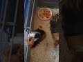 стэтхэмозвучка джейсонстэйтем цитатыстэтхэма юмор морскаясвинка морские свинки стэтхэмозвучка джейсонстэйтем цитатыстэтхэма юмор морскаясвинка морские свинки