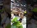 গ্রামের বিড়াল #cat #catshorts #cats #villagerlifestyle #animals #natural #viral #video #viralvideo