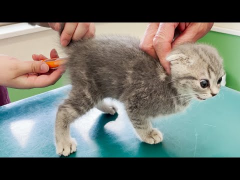 Kitten Lulu screaming at the first hospital